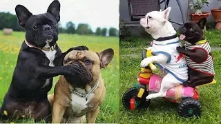 Funny and Cute French Bulldog Puppies Compilation #4 - Cutest French Bulldog