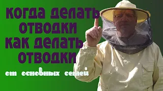 Когда делать отводки и как делать отводки от основных семей.