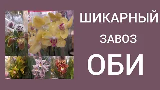 ОБИ порадовал. Обзор завоза ОРХИДЕЙ и не только.