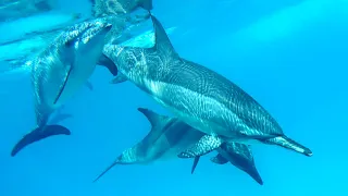 Snorkeling Marsa Alam  Red Sea  Egypt  Sataya Reef Dolphin House Tour  August 2019