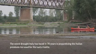 Devastating drought risk to Italian rice paddies