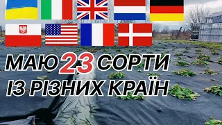 Які сорти полуниці я маю в 2023 році?/Вирощування полуниці на Поліссі