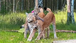 THE LITTLE LYNX CONFUSED THE PUMA WITH MOM / Cougar's reaction to a lynx kitten / Unpacking a gift