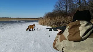 crazy fox hunt. this happens once in a lifetime