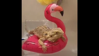 Bearded Dragon TikTok Compilation