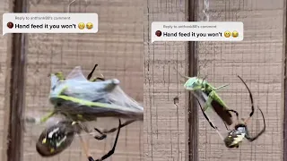 Man Hand-feeds His Banana Spider a Grasshopper || WooGlobe
