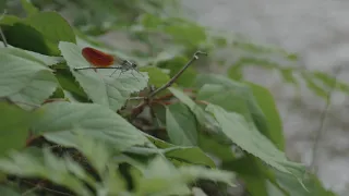 A small dragonfly in Japanese forest【LUMIX S5】トンボが飛び始めた