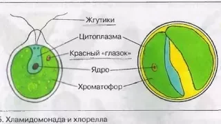 Супер Хлорелла - поглотитель микробов