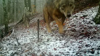 Lupi a sorpresa nel Parco Reg. Taburno-Camposauro (BN)