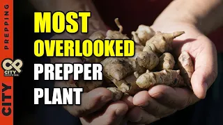 The Many Uses of The Ultimate Survival Vegetable