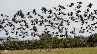 When The Geese Fly Over