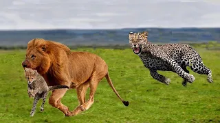 LION VS CHEETAH | Mother Cheetah Cannot Protect Her Baby From Lion Hunting