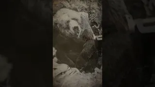 Медведь-артиллерист на Второй мировой войны  - интересные факты