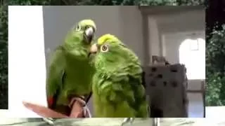 Дуэт Пьяные Попугаи Song drunks parrots Super funny