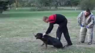 Rottweiler Attack Agitation Training