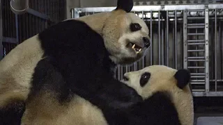 Giant Pandas' Mating Attempt | BBC Earth