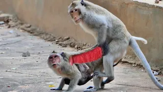 Hard Life of baby monkey that mother and Father always make love due to wanting one more baby #01