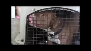 Dog Aggressive "RED NOSE PITBULL" out of control ( RED ZONE)