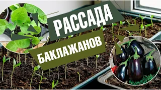 Как вырастить здоровую рассаду баклажанов 🍆 Советы от Хидсад тв