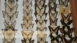 ACNHM HOWARD GALLERY OF INSECTS   BUTTERFLIES