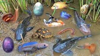 Colorful surprise eggs, lobster, snake, cichlid, betta fish, turtle, butterfly fish, Beago