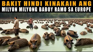 Bakit hindi kinakain ang milyon milyong Baboy ramu o Wild Boar sa Europe?