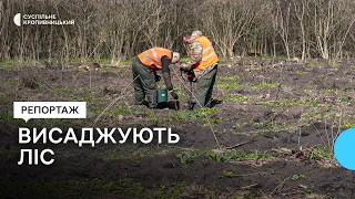 На Кіровоградщині навесні створять 87 гектарів нового лісу