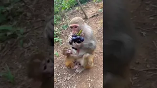 Cute monkey eating grapes #funny #animals #monkey #babymonkey #funnyvideo #funnyshorts