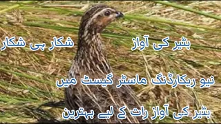 batair ki awaz 2023 new Quil sounds morning and night hunting بٹیر کی آواز صبح رات والی آواز