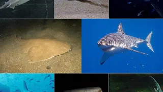 Shark | Wikipedia audio article