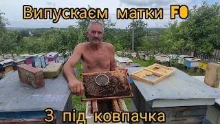 Випускаєм матки F0, з під ковпачка!