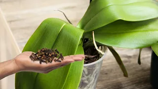 Just give 1 handful! The orchid without flowers suddenly sprouted and bloomed!!!