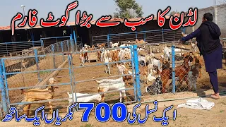 Biggest Modern Goat farming feasibility in Pakistan - Visit To A Moderan Goat Farm In Luddan