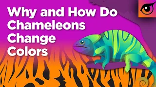 How do Chameleons Change Colors? #shorts