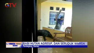 Seekor Babi Hutan Mengamuk Masuk Halaman Klinik di Pandeglang, Banten #BuletiniNewsPagi 03/11