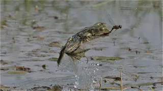 Frog catches dragonflies / Frosch fängt Libellen