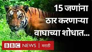 Gadchiroli Man Eater Tiger Attack : 15 लोकांचा जीव घेणाऱ्या वाघाला शोधण्यासाठी कशी सुरू आहे मोहीम?