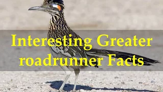 Interesting Greater roadrunner Facts