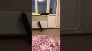 Соболь играет с котом