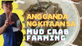 MUD CRAB FARMING PROFIT (AMAZING ROI)