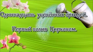 Одиннадцать уценённых орхидей. первый полив ЦИРКОНОМ.