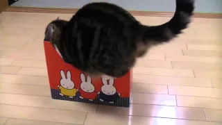 Кошки любят коробки. Подборка 2014