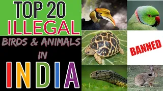 Top 20 Illegal Birds & Animals in India (with Arrest proofs)