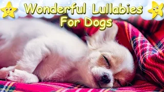 Effective Sleep Music For Chihuahua Puppies Dogs ♫ Calm Relax Your Pet ♥ Soft Lullaby For Animals