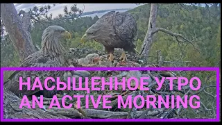 Насыщенное утро🦅🐣🌅🐤🦅An active morning🌲Камычи•14.05.2024