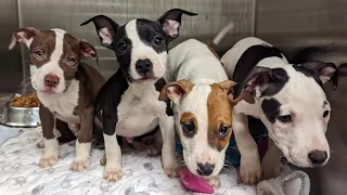 4 puppies recovered from Staten Island home after dog attack
