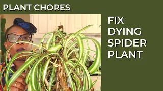 How to repair a spider plant and how to pot a leca plant || Plant Chores - The Leca Queen