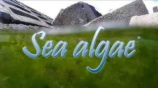 Sea algae. Водоросли морские.