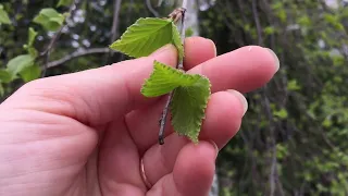 Edible leaves of trees and shrubs