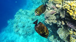 Coral reefs near the Reef Oasis Blue Bay Resort hotel. Sharm El Sheikh